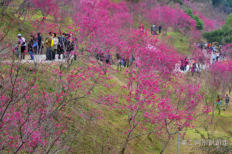 2015台中春暖櫻花開(2月10日花況)