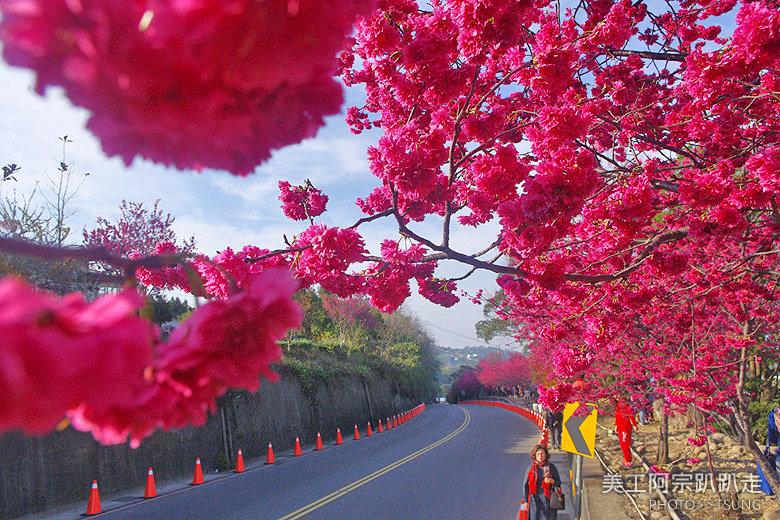 2015台中春暖櫻花開