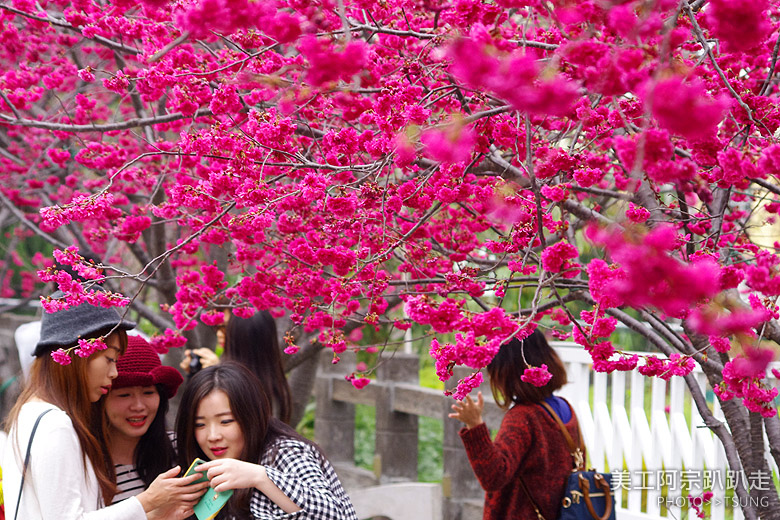 2015台中春暖櫻花開