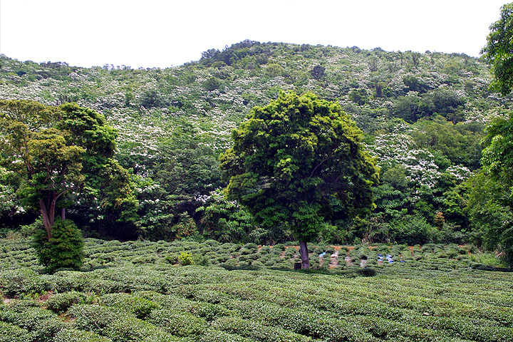 2015客家桐花季私房景點