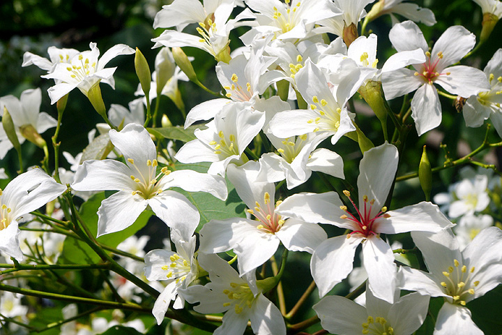 2015客家桐花季私房景點