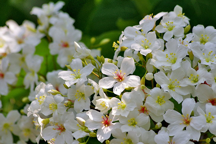 2015客家桐花季私房景點