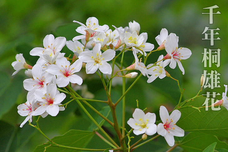 桐花樂活公園客家大院