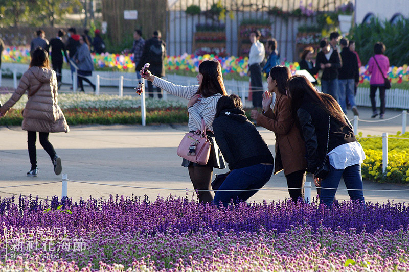 2015新社花海