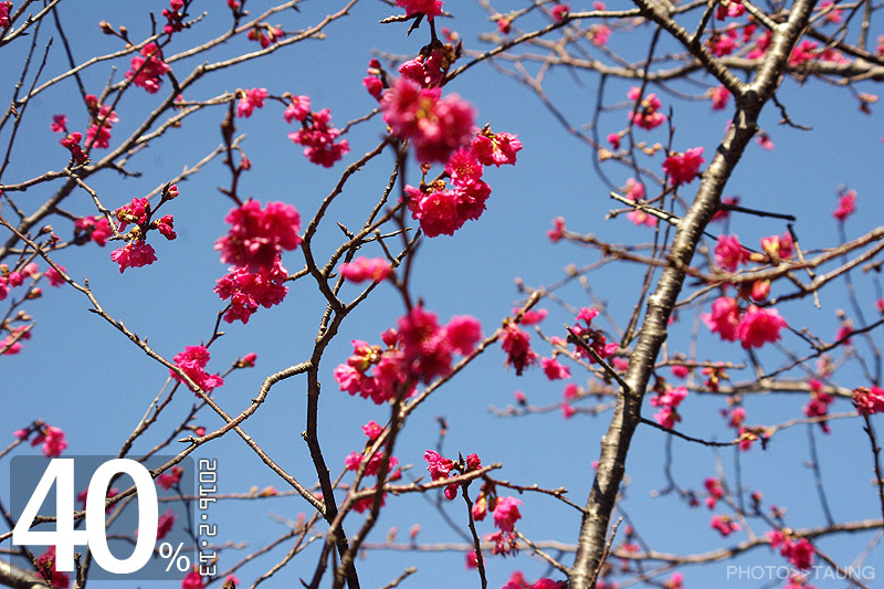 台中市櫻花花況