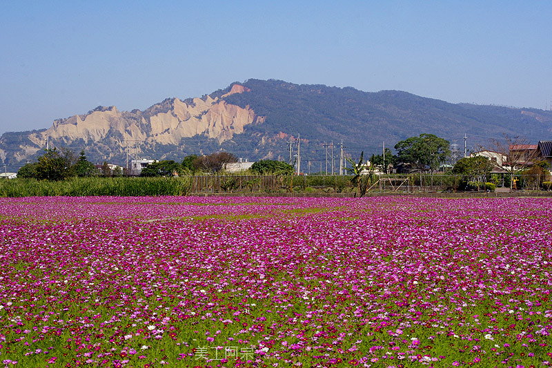 台中市櫻花花況