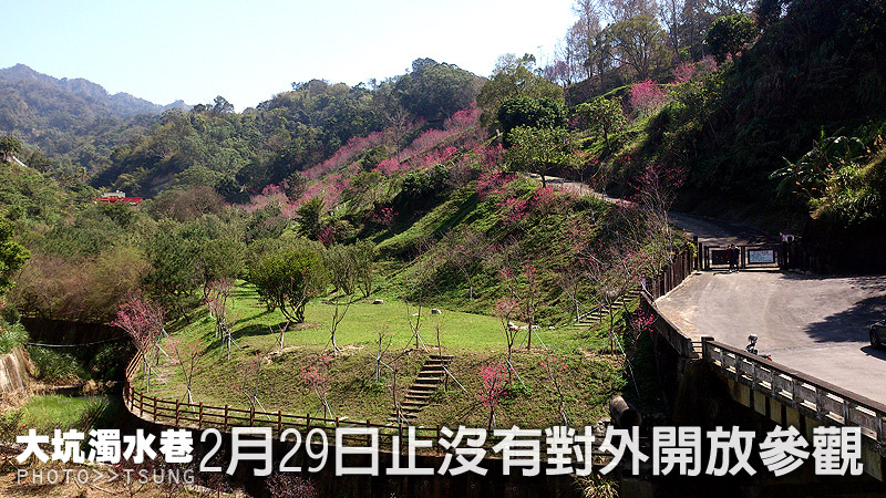 台中市櫻花花況