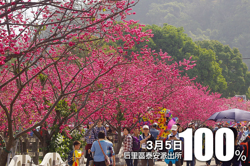 台中市櫻花花況