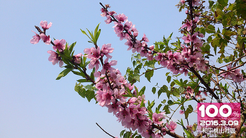 台中市櫻花花況