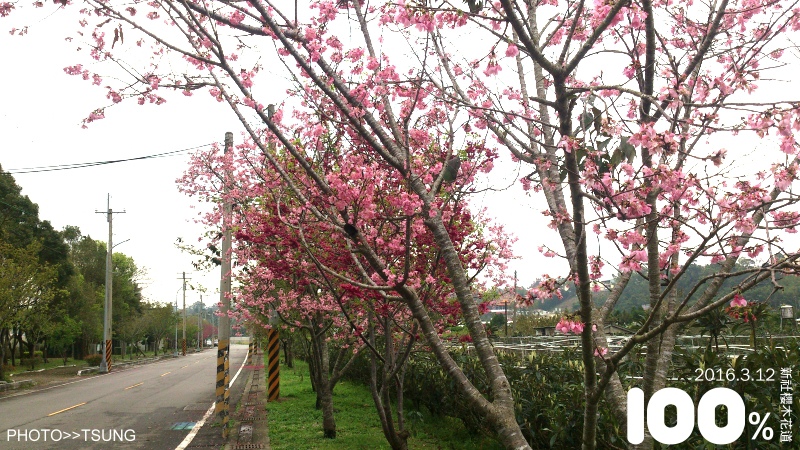 台中市櫻花花況