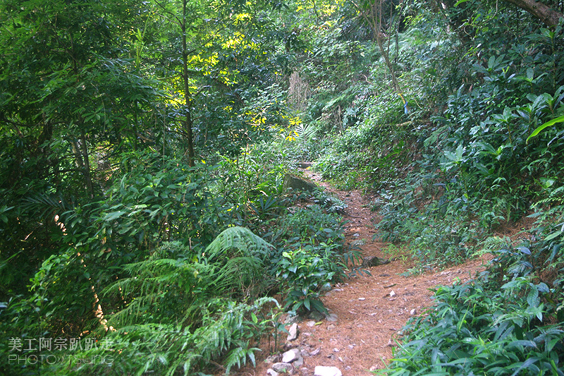 谷關七雄八仙山【松鶴線】