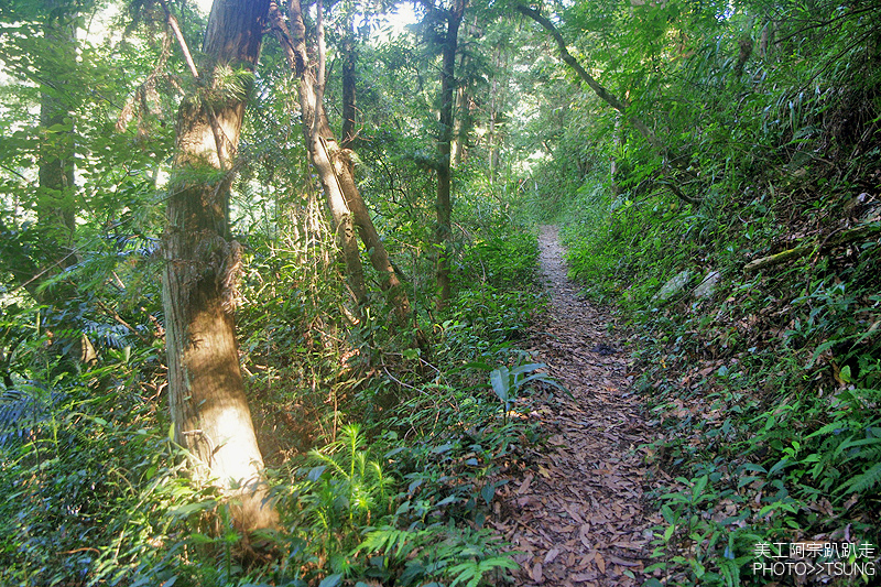 谷關七雄八仙山【松鶴線】