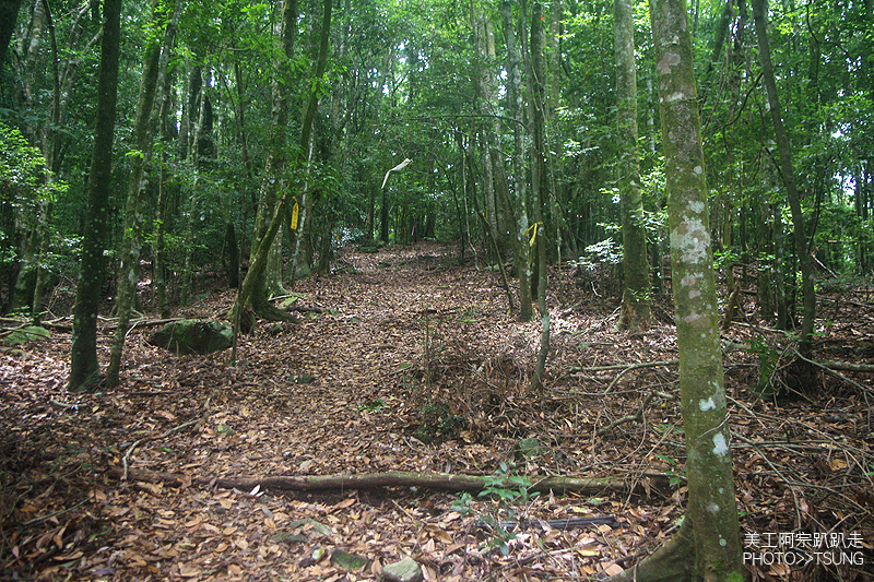 谷關七雄八仙山【松鶴線】