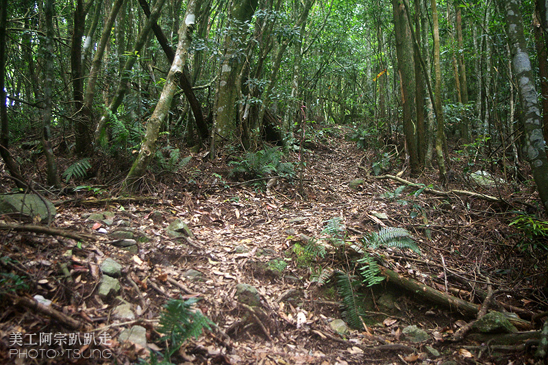 谷關七雄八仙山【松鶴線】