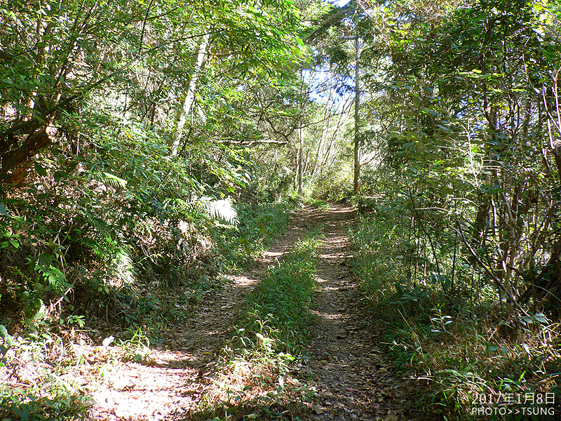 白毛山林道