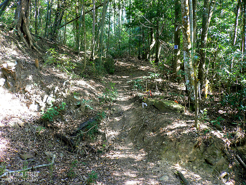 白毛山林道