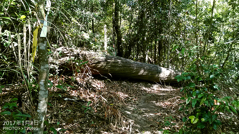 白毛山林道