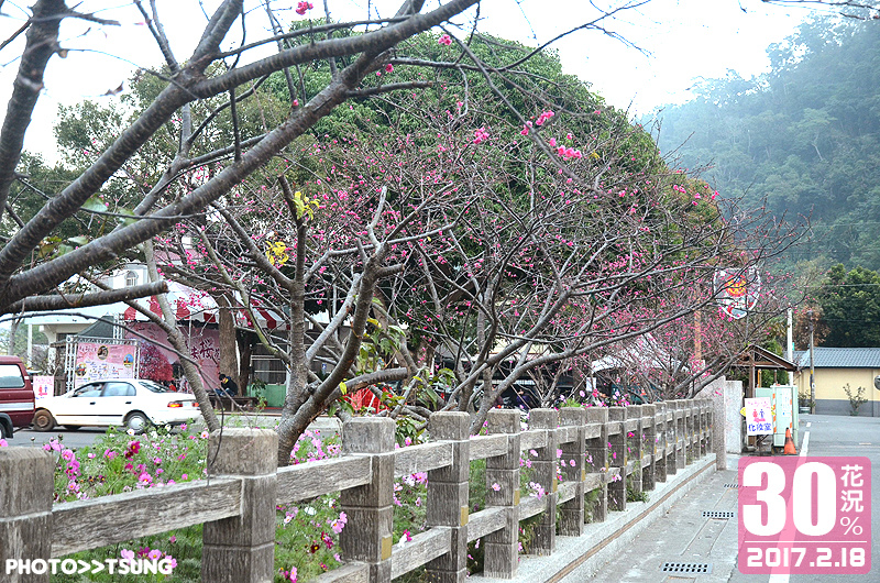 泰安櫻花祭