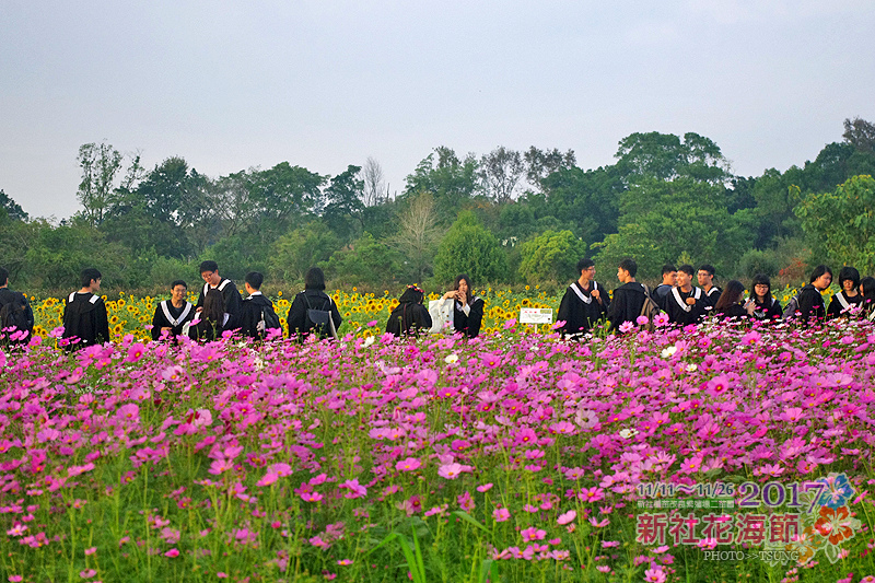 2017新社花海節