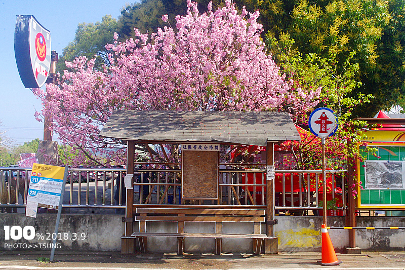 ã2018å°ä¸­è³æ«»ãåéæ³°å®æ´¾åºæè±æ³(3æ9æ¥åé5%/å¯å£«æ«»100%çé)