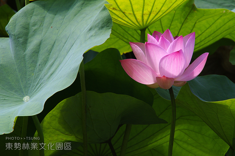 台中市東勢區林業文化園區/台灣面績最大的荷花池