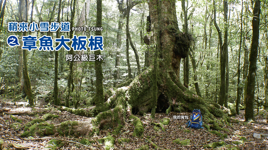 稍來小雪步道｜章魚大板根