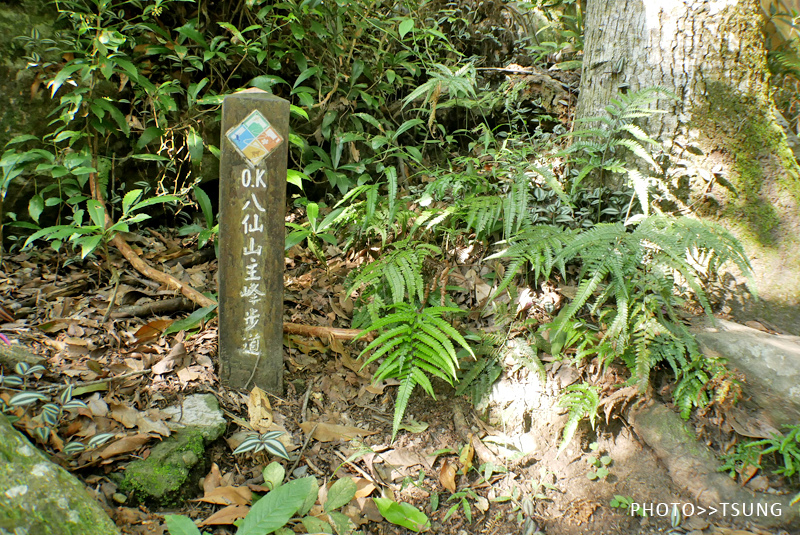 八仙山主峰步道