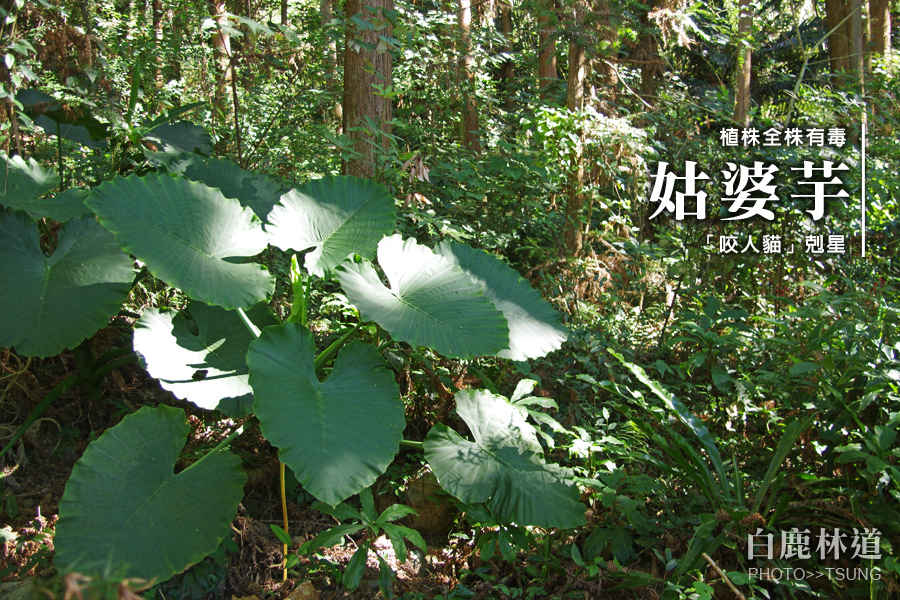 白鹿林道．熱帶雨林