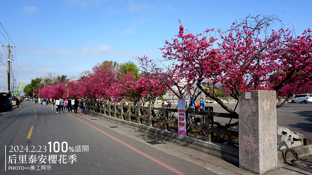 2024后里泰安櫻花季