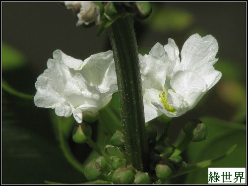 綠世界植物 (31).JPG