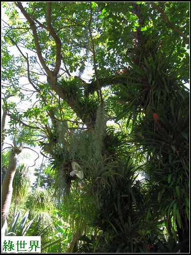 綠世界植物 (43).JPG