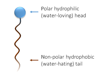 surfactant general structure_opt.png