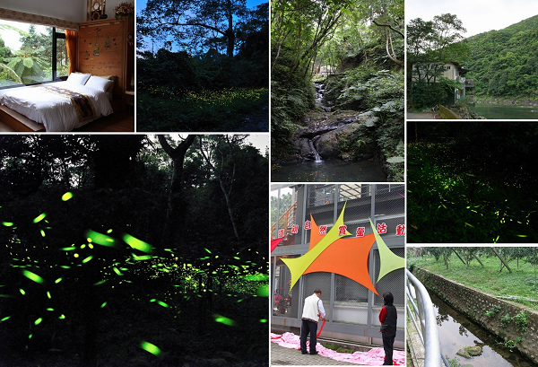 【螢火蟲】全台賞螢景點整理（2024更新版）