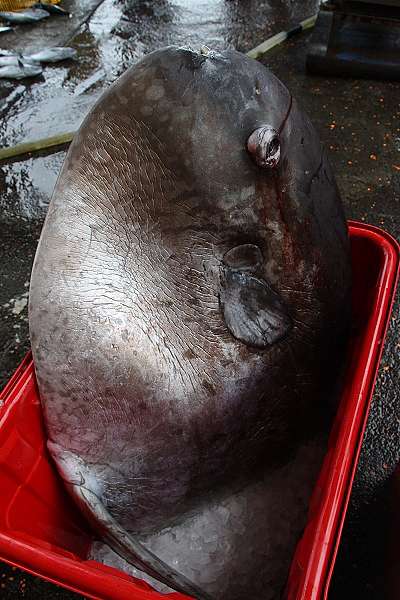 宜蘭東澳】粉鳥林漁港─散散步、釣魚、買定置網魚貨@ Clare的生活品味 