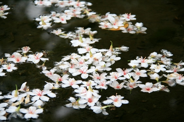 賞花 雪花飄飄 屬於油桐花的季節 Clare的生活品味 台灣旅遊 痞客邦