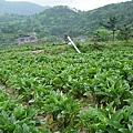 陽明山山上的海芋田