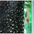 黑殼蝦抱卵