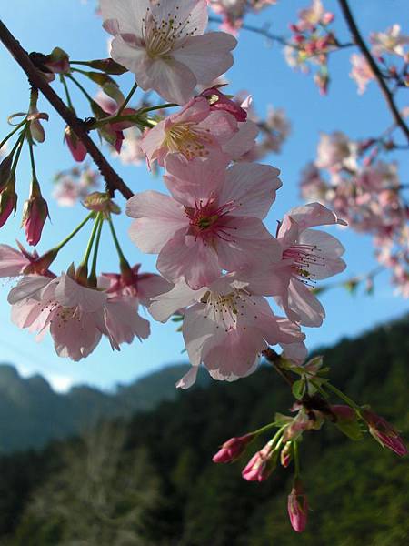 明池盛開的櫻花