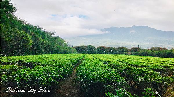 茶金取景06