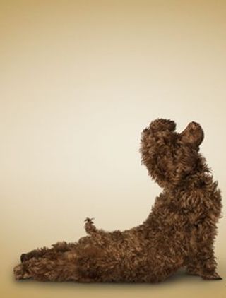 Yoga-dogs-10.jpg