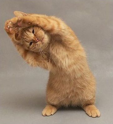 yoga cat.jpg