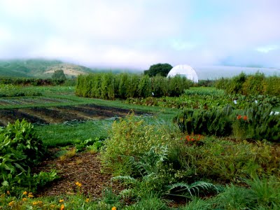 french_laundry_garden1.jpg