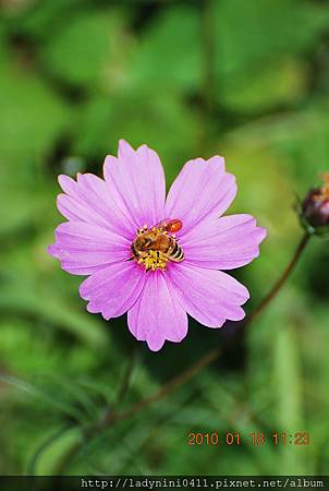 蜂兒採菊 蜂兒採菊