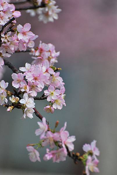 水仙花麗池櫻花1040210 254 水仙花麗池櫻花1040210 254