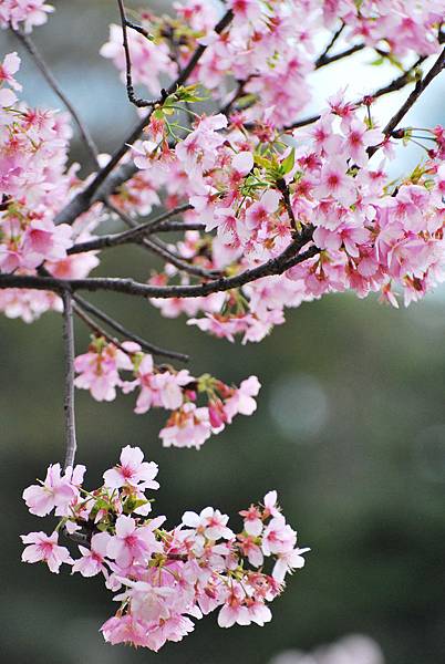 櫻花 櫻花