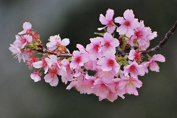 水仙花麗池櫻花1040210 209 水仙花麗池櫻花1040210 209