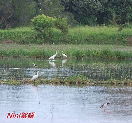 白鷺鷥 白鷺鷥
