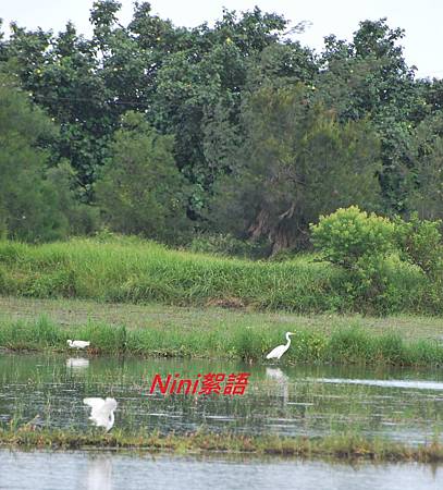 白鷺鷥 白鷺鷥