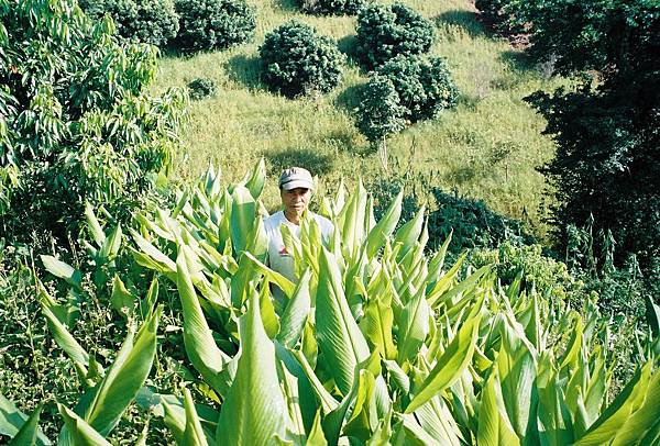 Plantation farm in Chiengrai 2