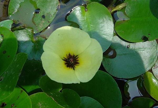 水生植物